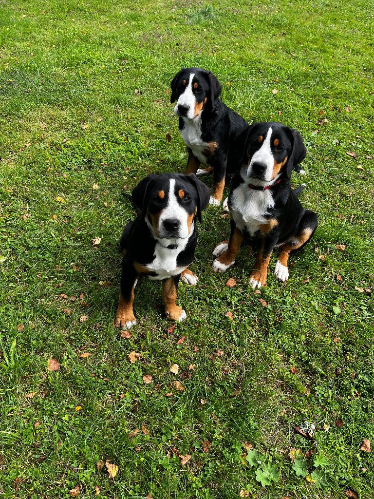 Deborah Bulle - Grand bouvier suisse - Portée née le 07/05/2025