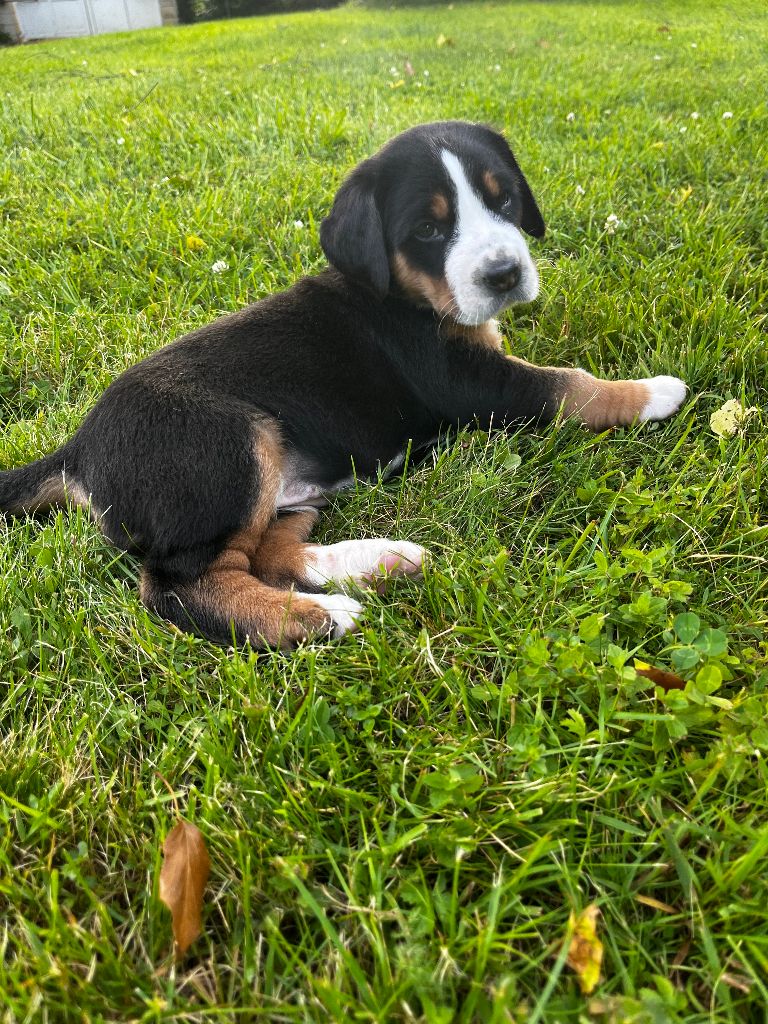 Deborah Bulle - Chiots disponibles - Grand bouvier suisse
