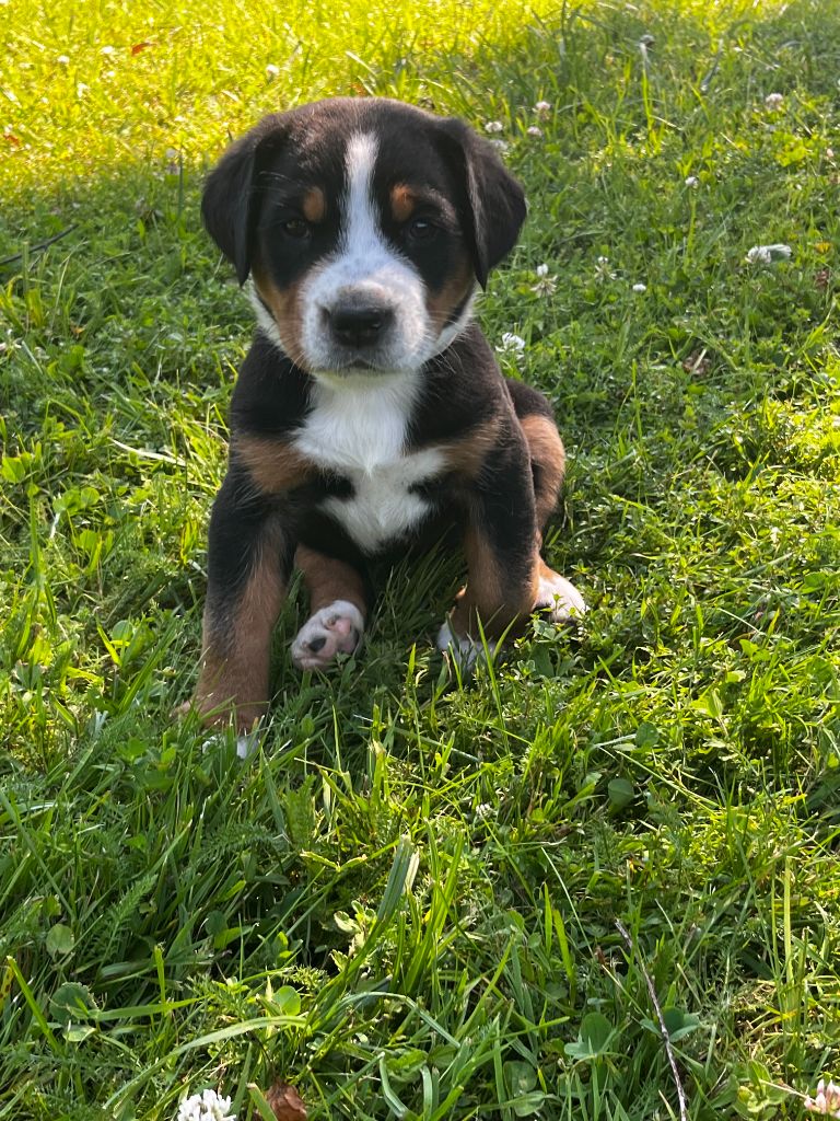 Deborah Bulle - Chiots disponibles - Grand bouvier suisse