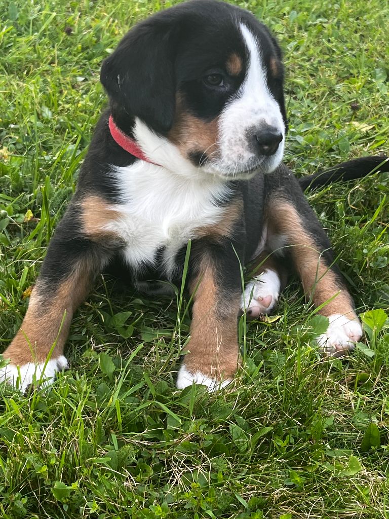 Deborah Bulle - Chiots disponibles - Grand bouvier suisse
