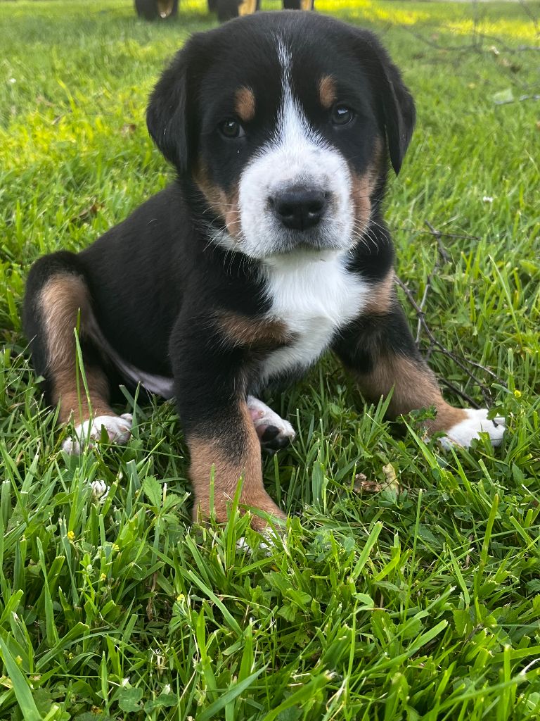 Deborah Bulle - Chiots disponibles - Grand bouvier suisse