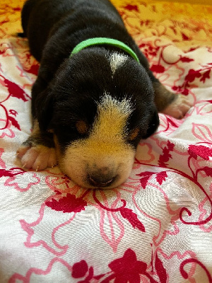 CHIOT 1 VERT