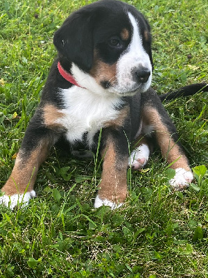 CHIOT 8 rouge