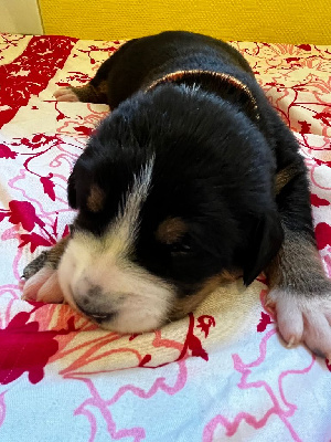 CHIOT 7 ORANGE