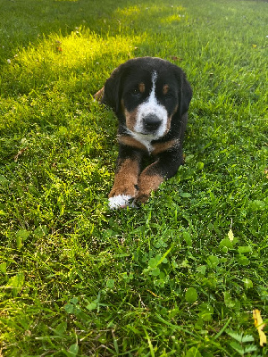 CHIOT 2 VIOLET