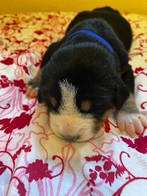 CHIOT 6 BLEU