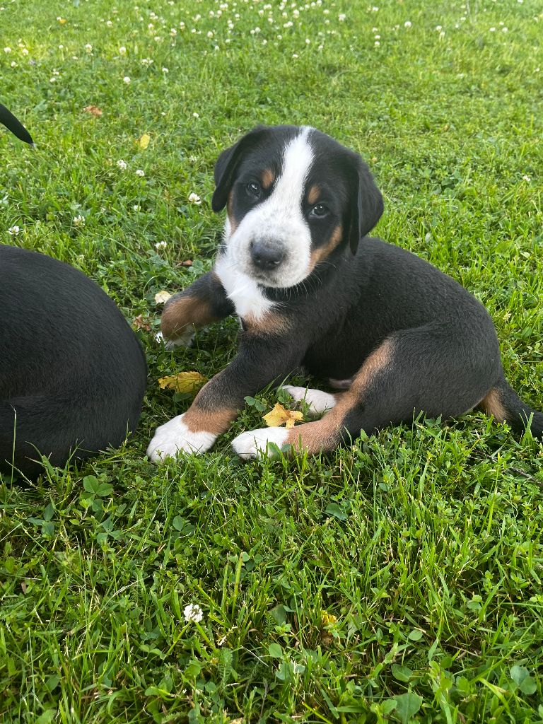 Deborah Bulle - Chiots disponibles - Grand bouvier suisse